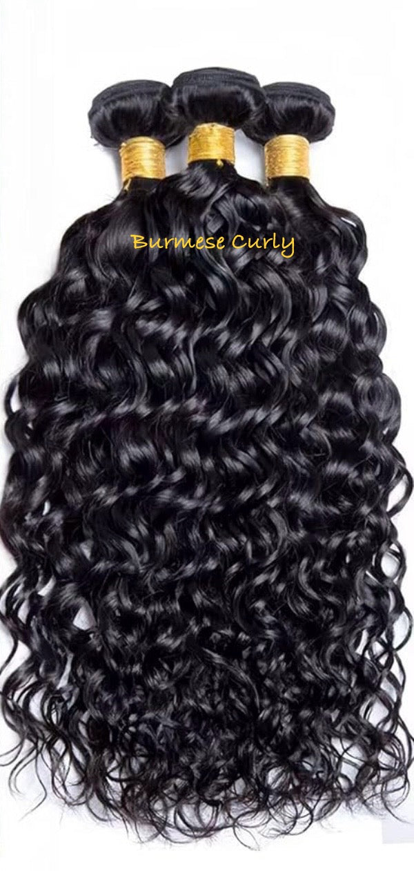 Burmese Curly